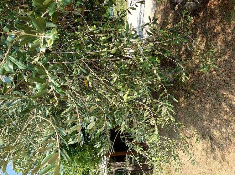 Les olives de chez Cigaleo chambre d'hôtes