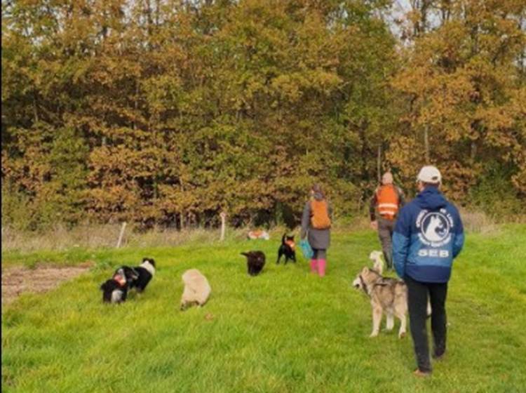Plusieurs fois par semaine, Véronique emmène maîtres et chiens sur les sentiers du Loir-et-Cher avec Rando Canine.
