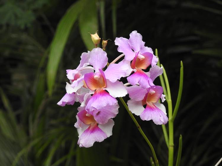 orchidée Papillionanthe Teres
