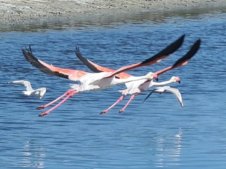 Envol de flamants roses