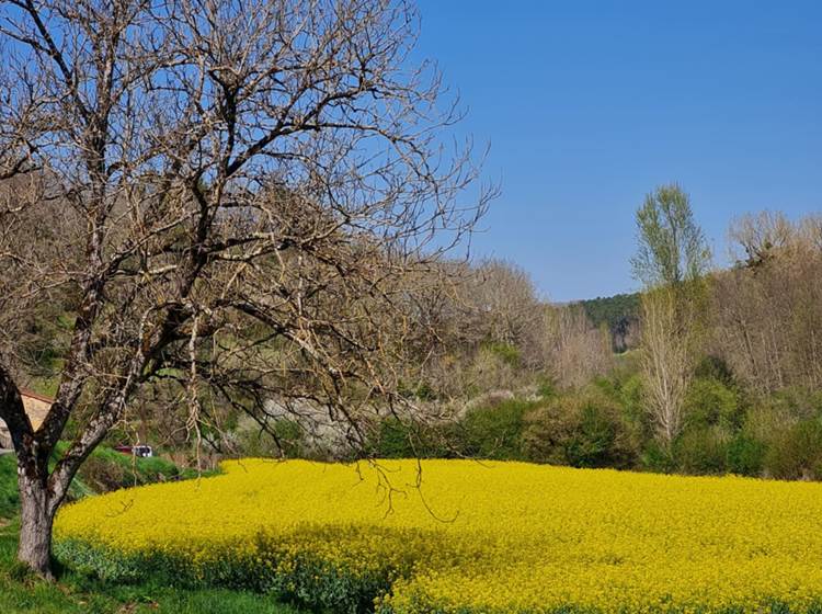 Dordogne. Le champ de l'Hoste. Printemps.