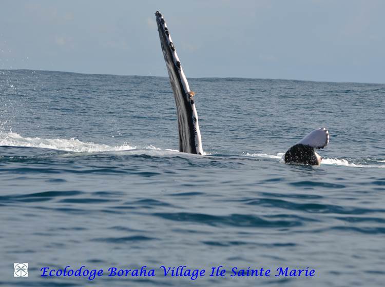 Baleine Boraha VIllage Ile Ste Marie Madagascar 26