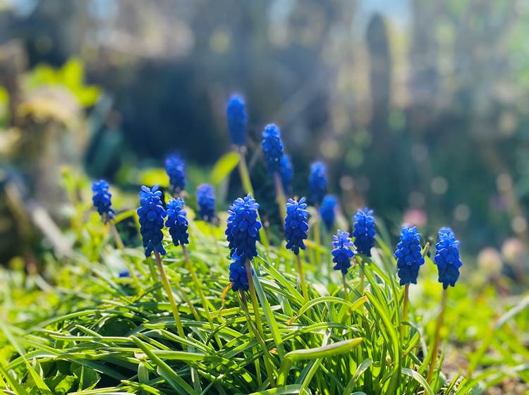 fleursdemuscari-printemps-nature-chambredhôte-hautecorrèze