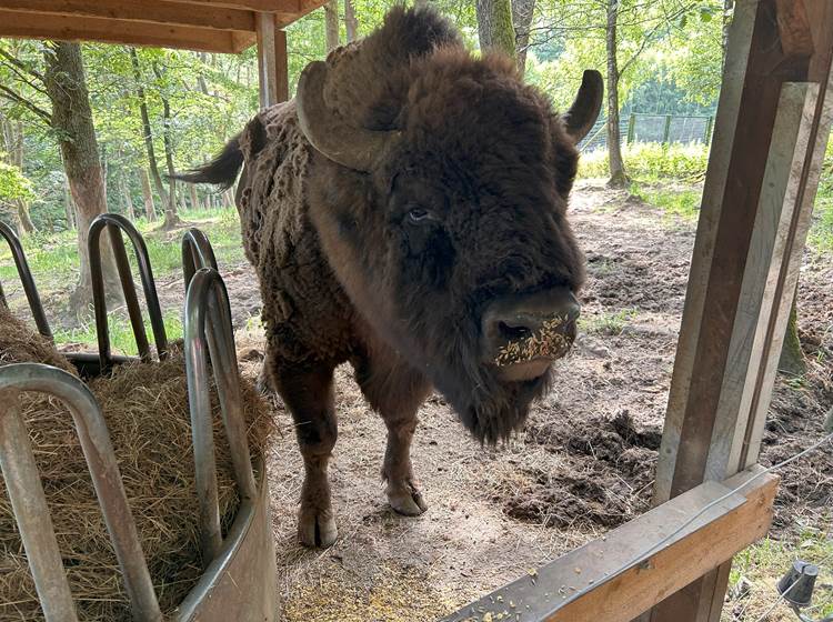 Nourrissage - bison