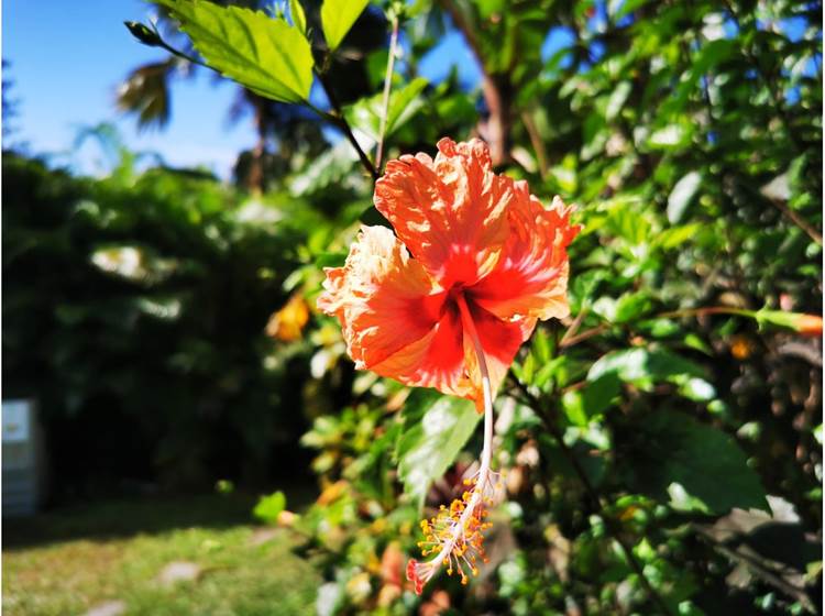 jardin-tropicale-gite-balisiers-sainte-anne-guadeloupe