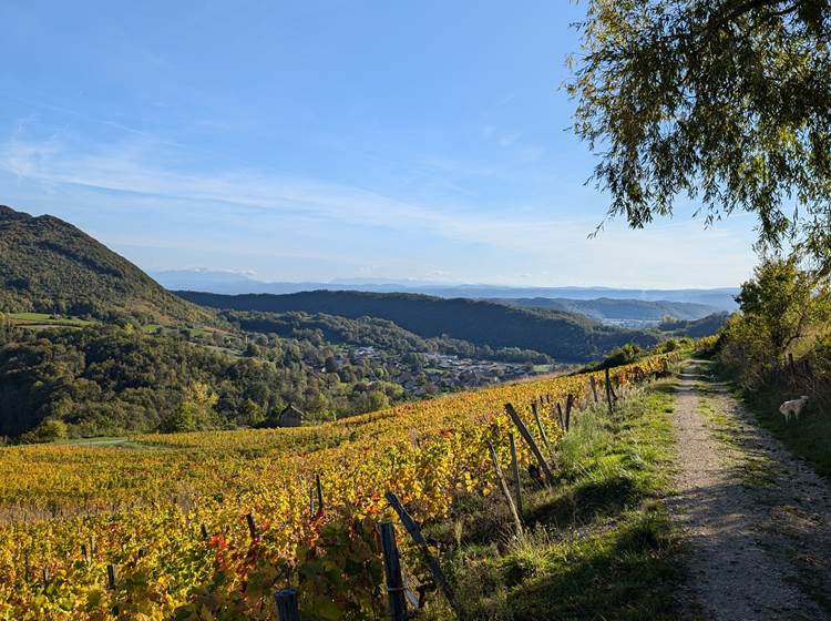 Balade dans les vignes de Montagnieu