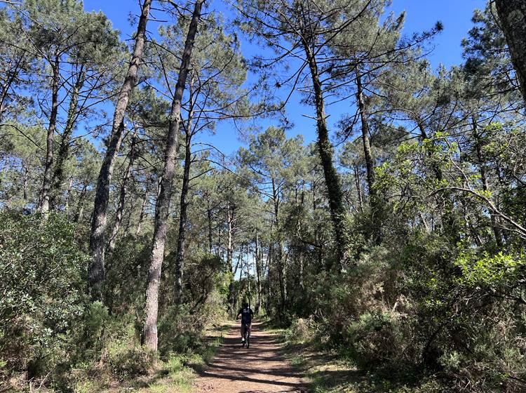 sortie vélo dans la forêt landaise