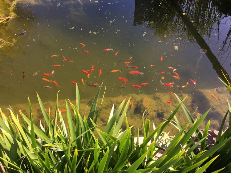 Quelques poissons rouges