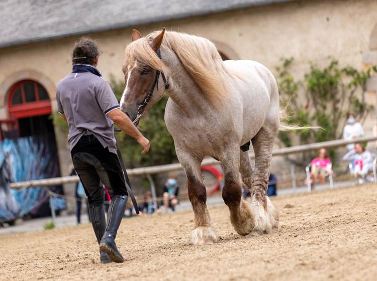 Présentation chevaux au Haras National d'Hennebont