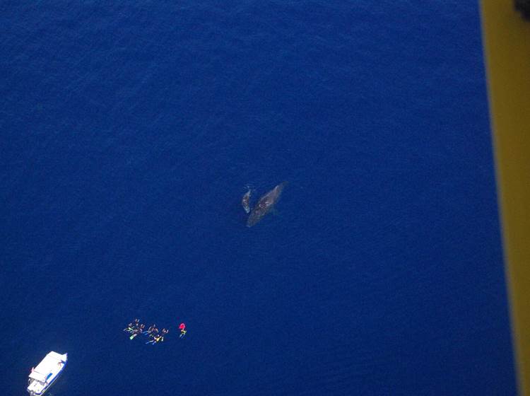 Vue depuis d' un ULM d'une baleine et de son baleineau