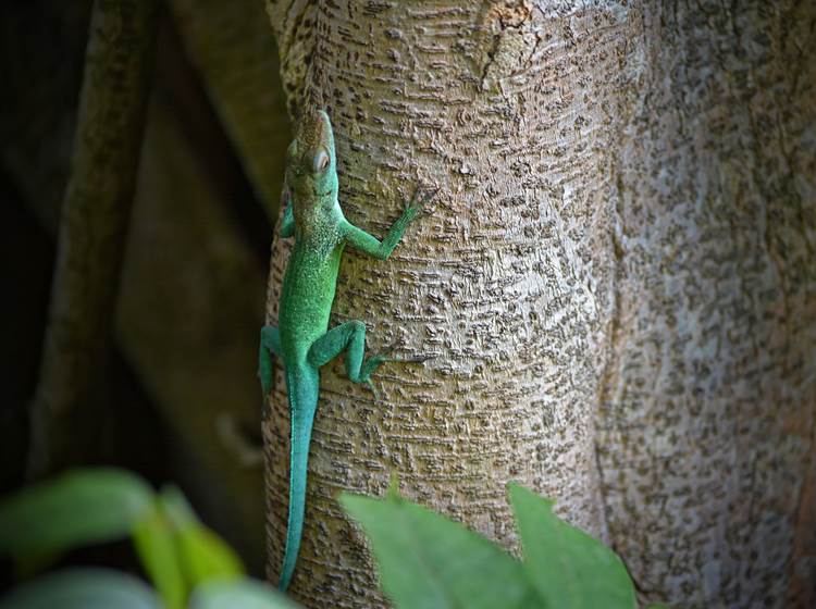 Gite_Rural_Flane_Capesterre_Belle_Eau_Guadeloupe_Basse_Terre