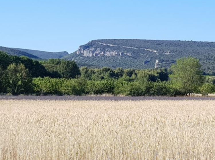 Combe Font Jouvale, vue sur les crêtes et le champs de blé depuis les gîtes Luberon Lub'heureux