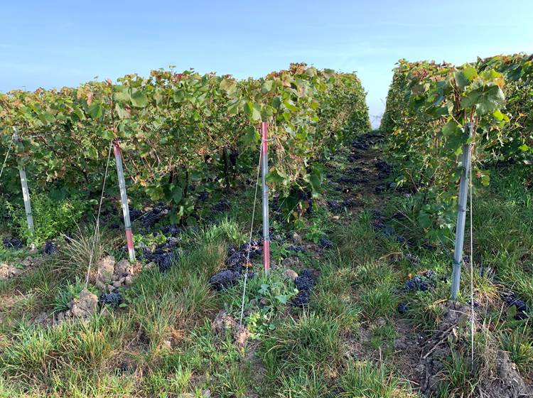 Découverte du vignoble de Champagne - Les Suites Champenoises