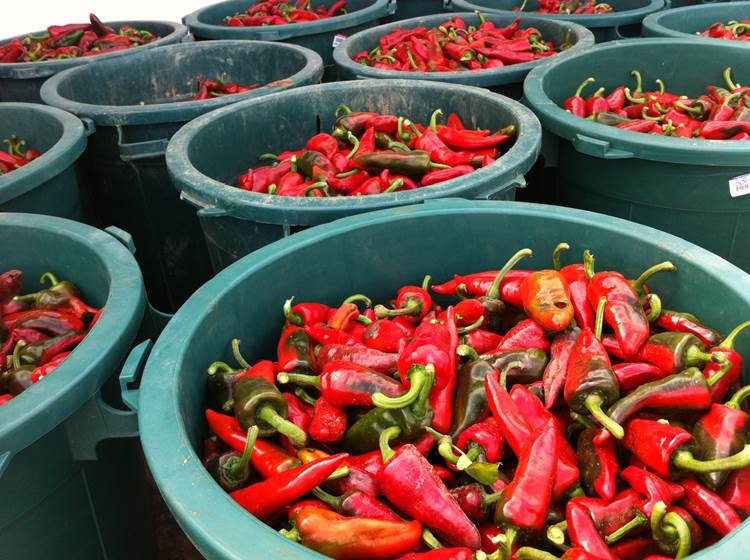 Espelette pepper harvest / Récolte du piment d'Espelette