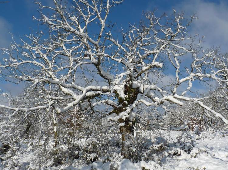 Sur le causse, un joli chêne vêtu de blanc.-news