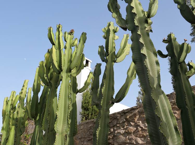 Villa Dar Céleste - Essaouira, jardin et cactus