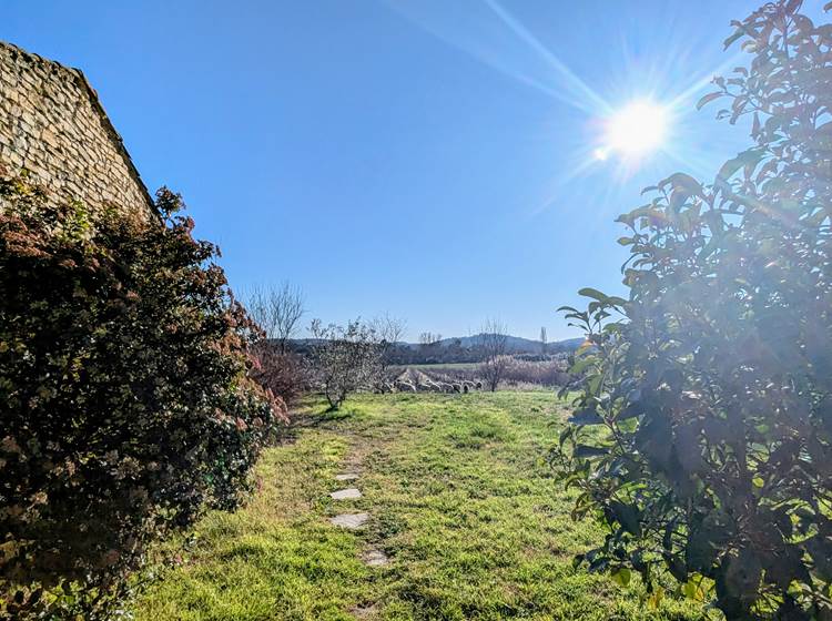 Les moutons dans les vignes