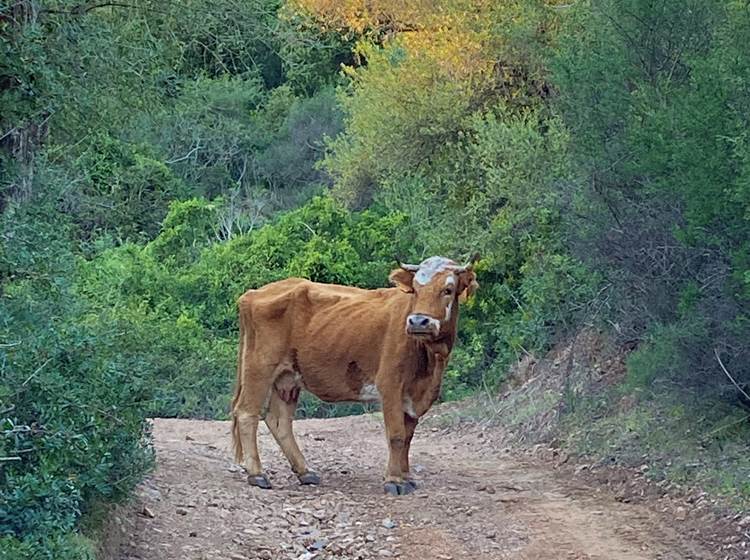 Rencontre au détour d'un chemin