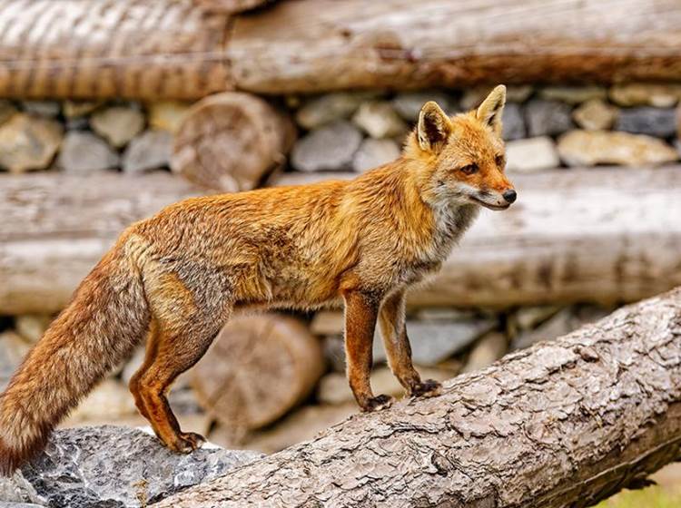 Le renard - Parc animalier de Serre-Ponçon