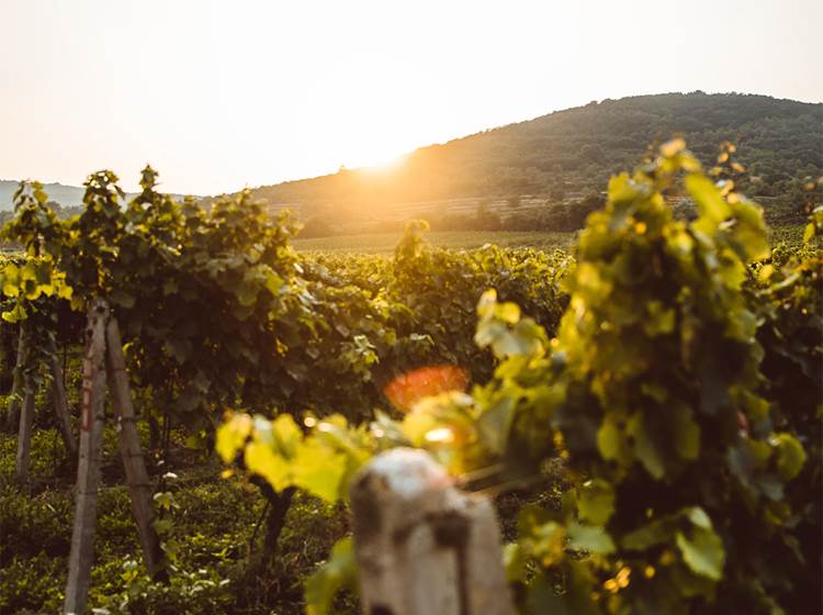 Vignoble du Mâconnais