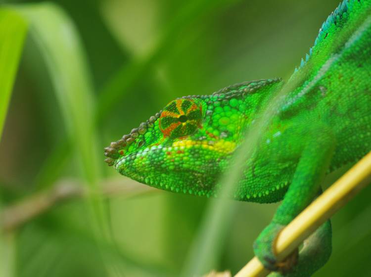 Caméléon à la Villa Garriga