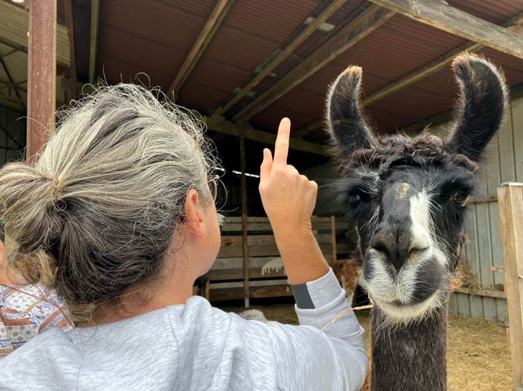 Découvrez lamas et alpagas avec Lama Emoi, de drôles de bêtes avec qui vous irez marcher.