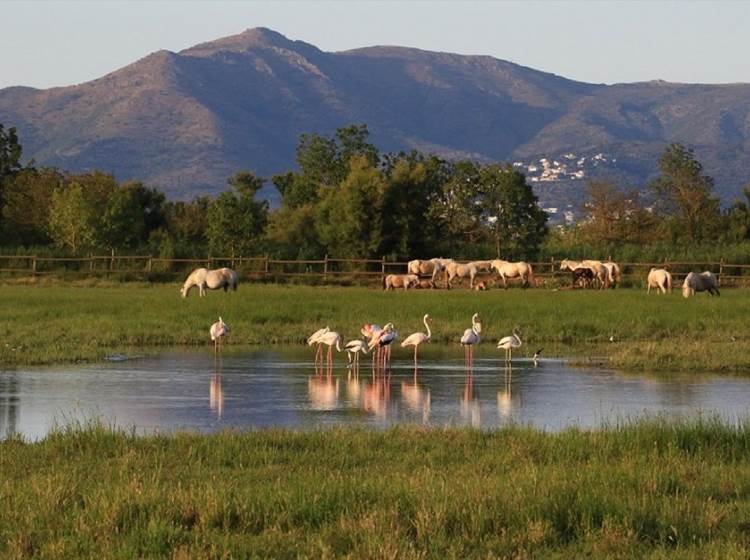 Réserve naturelle d'Aiguamolls