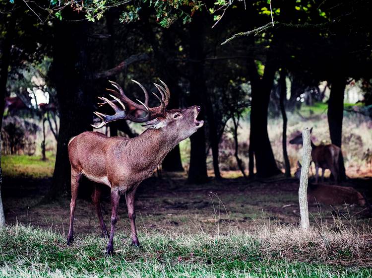 Brame du cerf - La Fardellière - Valanjou