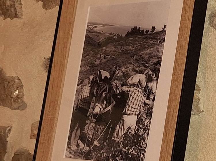 Vendanges en famille, à Collioure