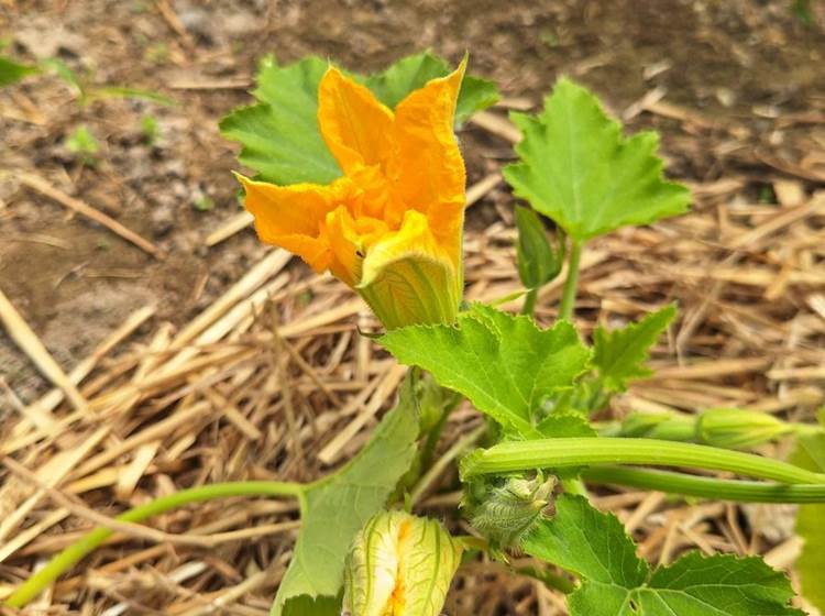 Verger et potager bio