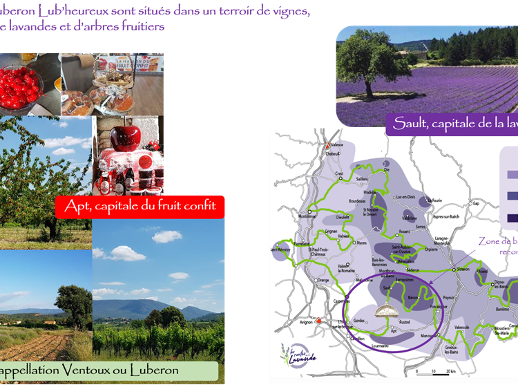Le terroire du Luberon oliviers, vignes et champs de lavandes