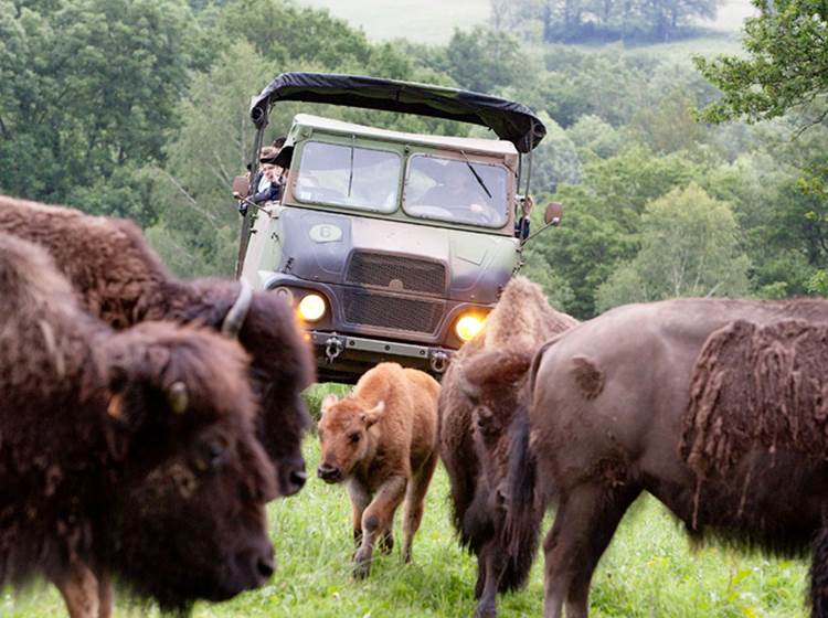 Elevage des bisons