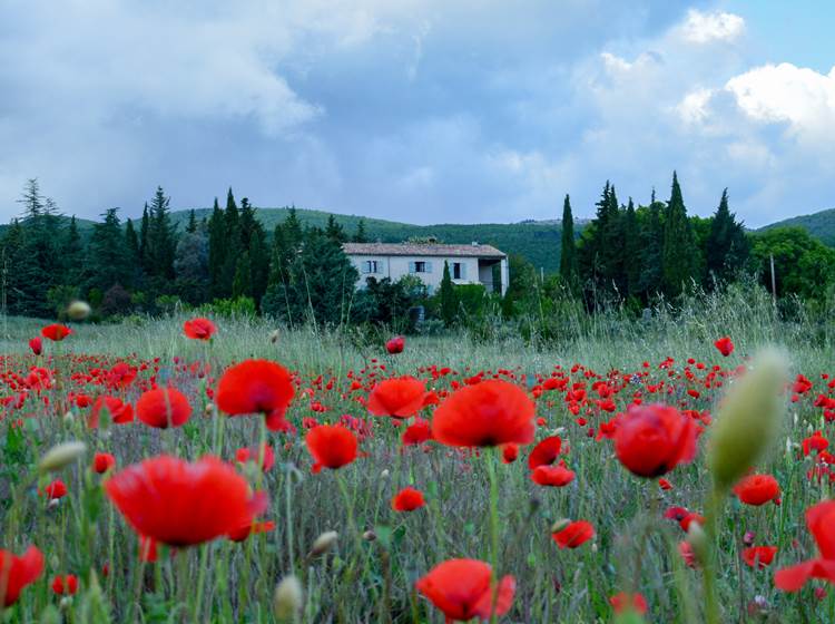 Les champs de coquelicots