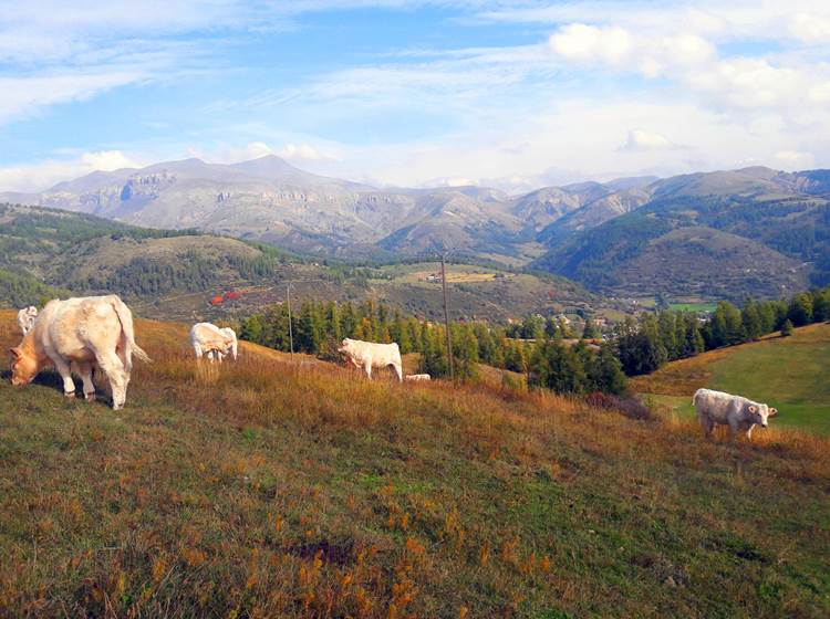 Les Charolaises