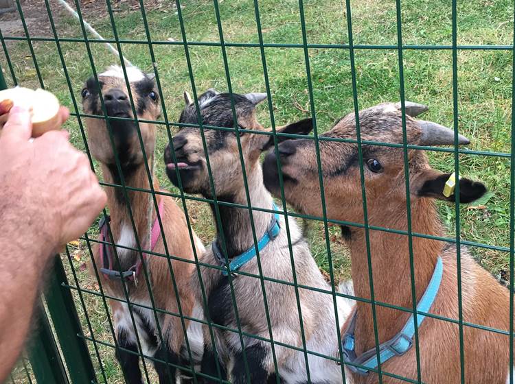 Nos 3 chèvres : Tybou, Tybi et Tynou appréciant beaucoup les pommes du verger