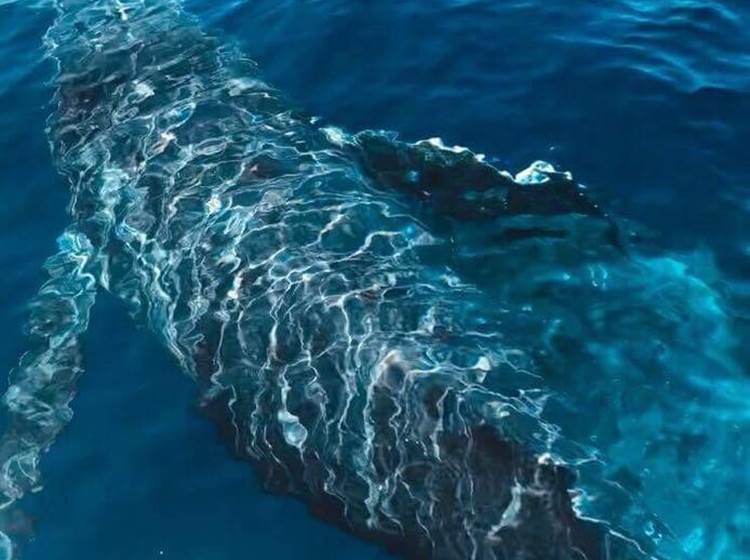 L'Orée du Maïdo - observation d'un baleineau