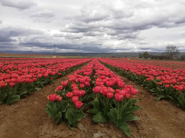 Des champs de tulipe sans fin