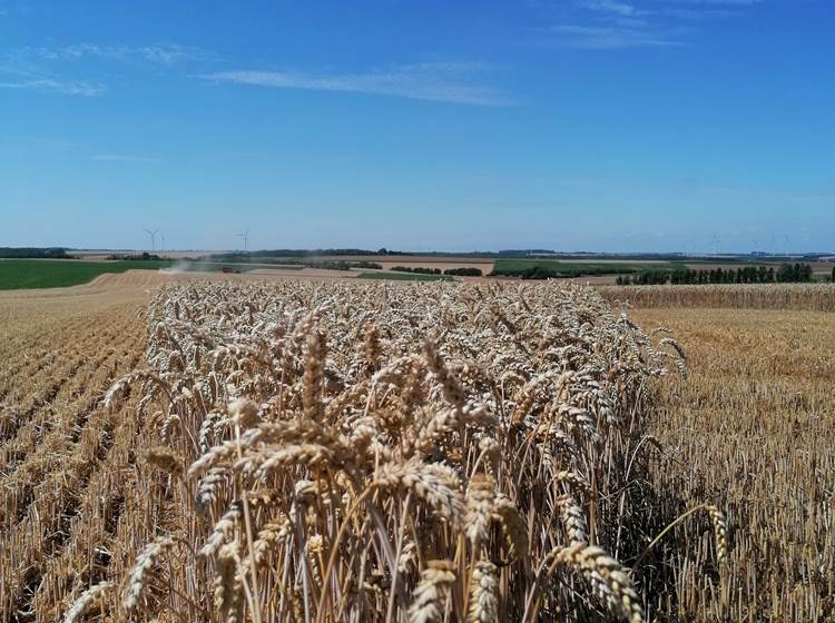 vue sur les champs de la ferme de Bonavis