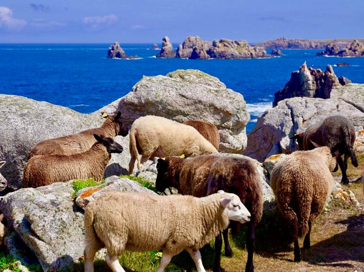 Les moutons de Ouessant