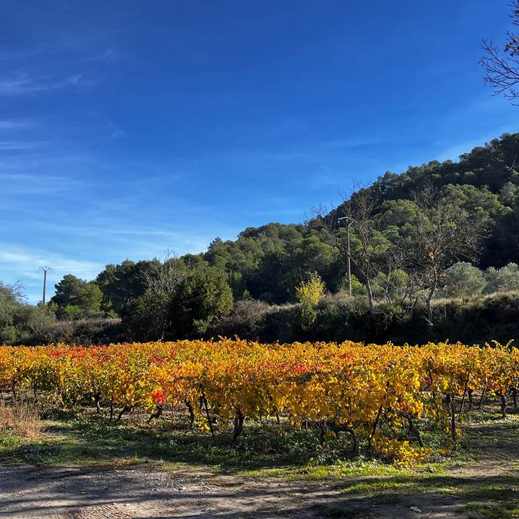 les vignes en automne-photo-news