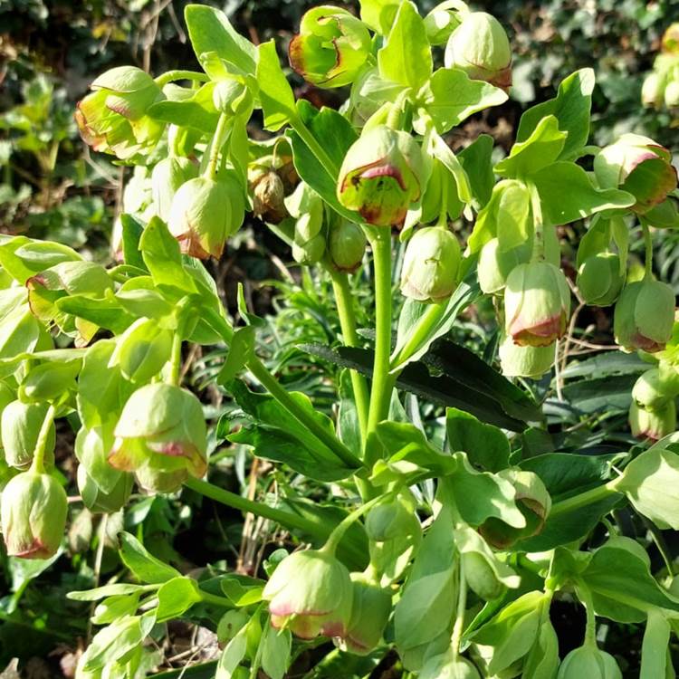 Les Longs Prés - Lompret, Chimay-photo-news