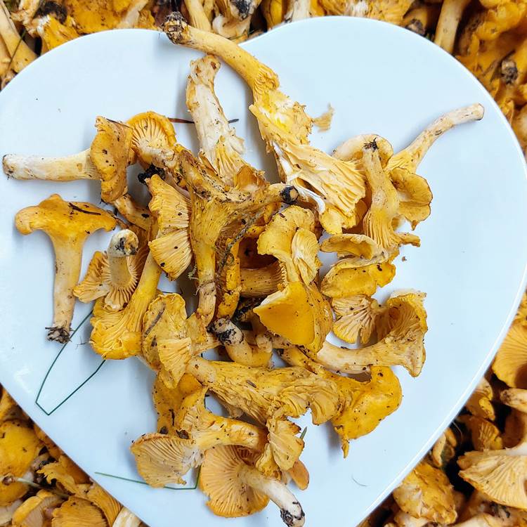 girolles de juillet , cadeau de la nature limousine au Ranch des Lacs-photo-news