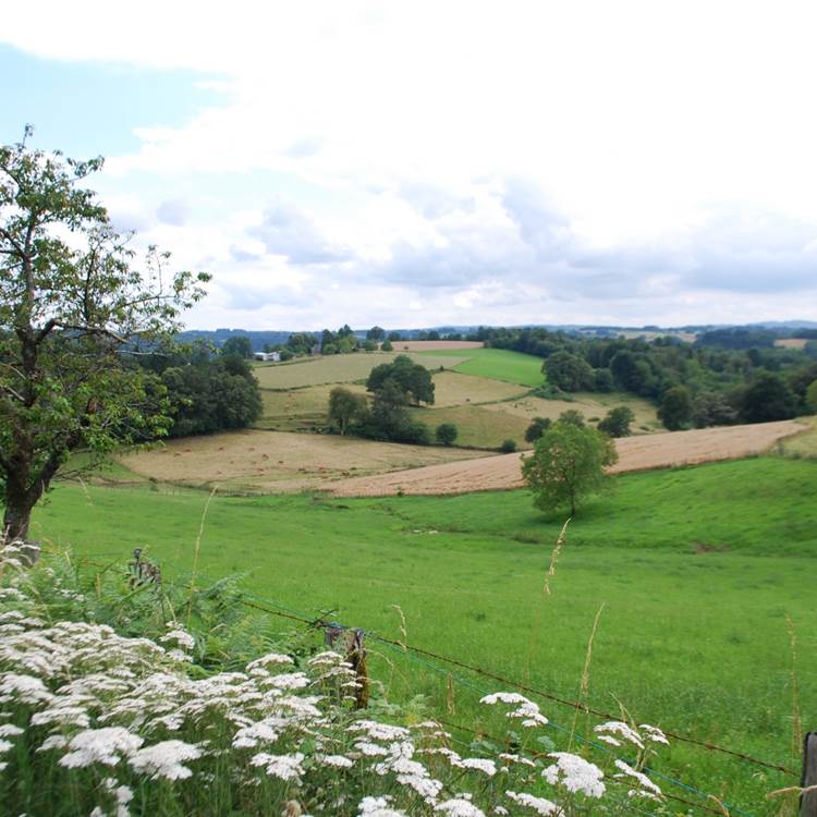 paysages prés bosquets bois  la D14 entre Eymoutiers et Bujaleuf-photo-page