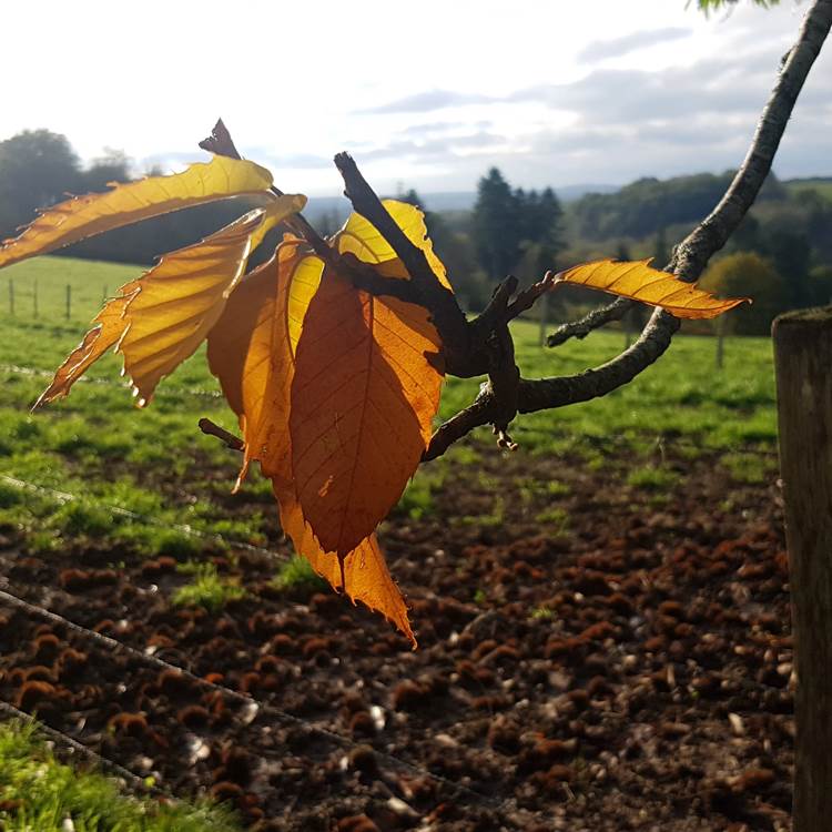Couleurs d'automne au Ranch des Lacs-photo-news