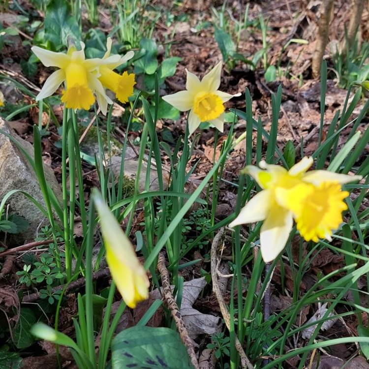 Les Longs Prés - Lompret, Chimay-photo-news