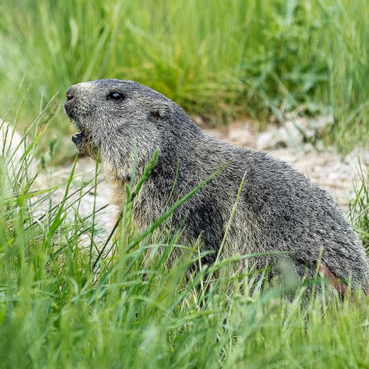 La Marmotte des Alpes - Parc animalier de Serre-Ponçon-photo-page