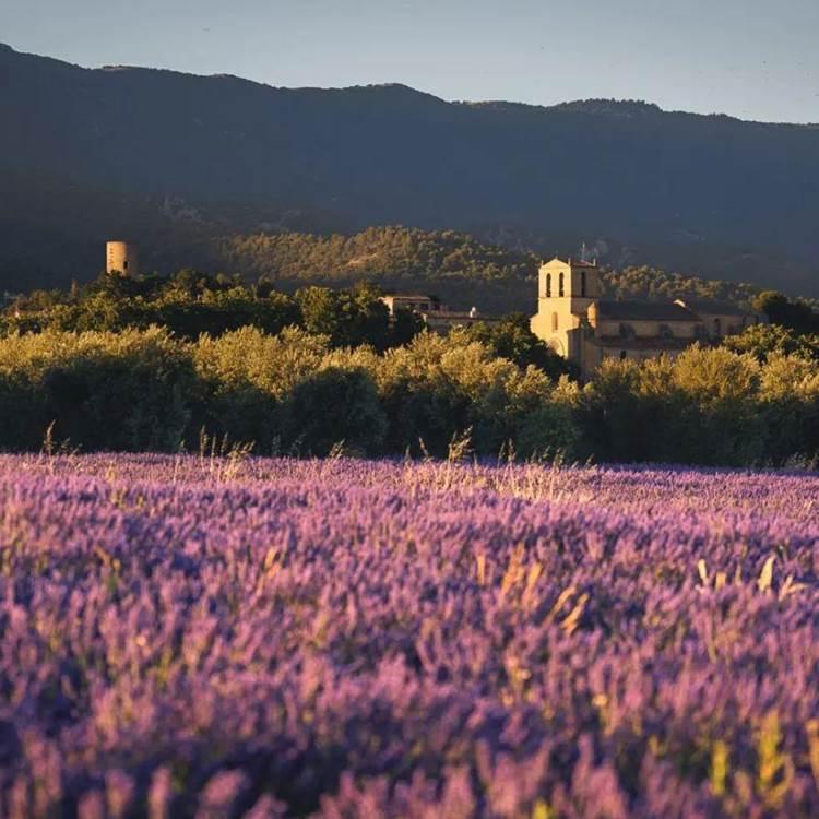 Champ de lavande