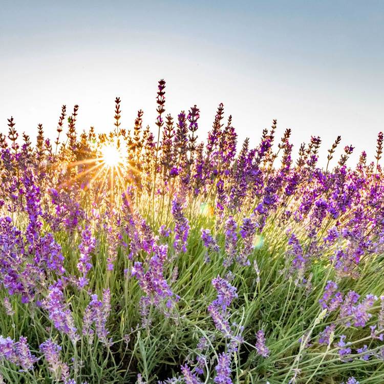 Lavande en fleurs