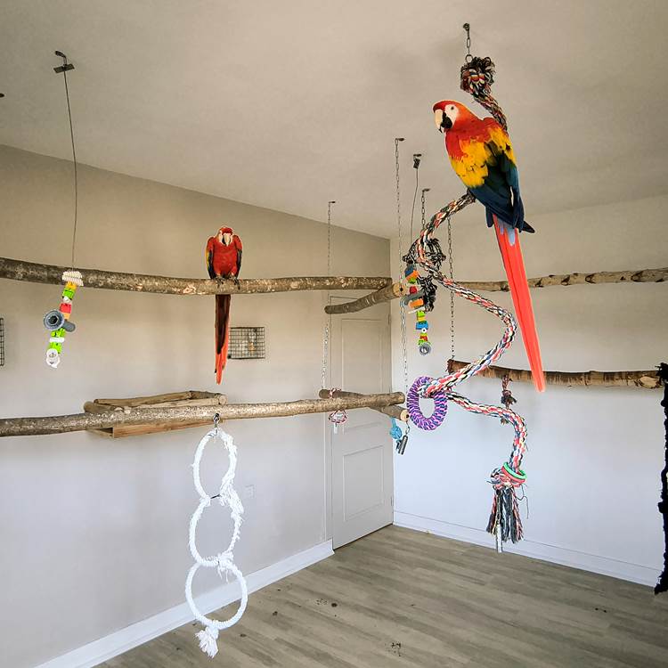 perroquets maison d’hôtes La Flèche expérience unique Sarthe-photo-page