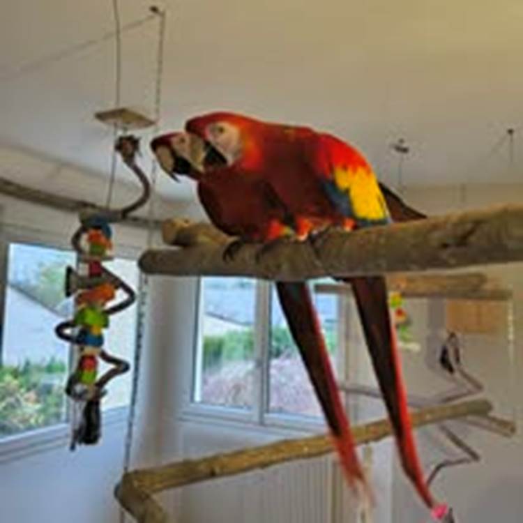 perroquets maison d’hôtes La Flèche expérience unique Sarthe-photo-page
